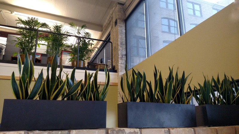 Plant-Design-Milwaukee-WI